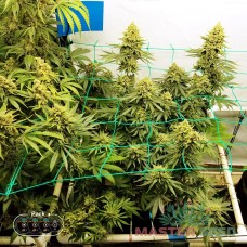 Master-Seed Trainwreck feminised