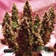 Насіння коноплі Master-Seed Trainwreck feminised