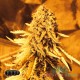 Насіння коноплі Master-Seed Trainwreck feminised