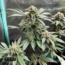 Master-Seed Wedding Cake feminised
