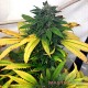 Семена конопли White Widow fem. XXL Premium Big Size