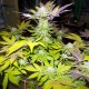 Семена конопли White Widow fem. XXL Premium Big Size