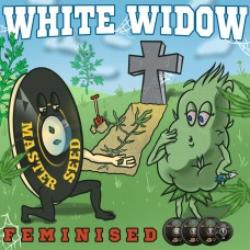 Master-Seed White Widow feminised