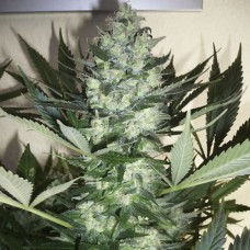 AK-47 auto feminised (Neuro Seeds)