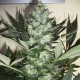 Насіння марихуани AK-47 autofem. Neuro Seeds