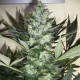 Насіння марихуани AK-47 autofem. Neuro Seeds