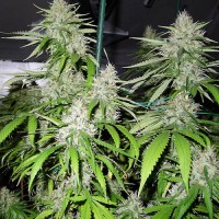 Amnesia auto feminised (Neuro Seeds)