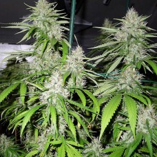 Amnesia auto feminised (Neuro Seeds)