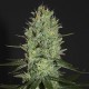 Насіння марихуани Amnesia autofem. Neuro Seeds
