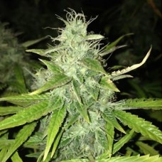 Alter Ego auto feminised (Neuro Seeds)