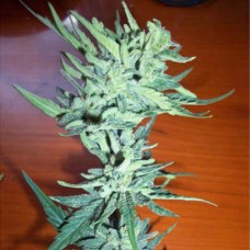 Cheese auto feminised (Neuro Seeds)
