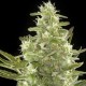 Насіння марихуани Cheese autofem. Neuro Seeds