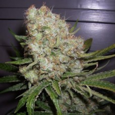 Creative Reactor auto feminised (Neuro Seeds)