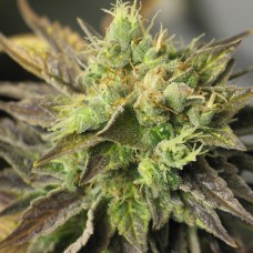 New York Diesel auto feminised (Neuro Seeds)