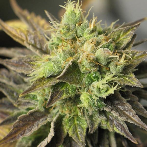 Семена марихуаны New York Diesel autofem. Neuro Seeds