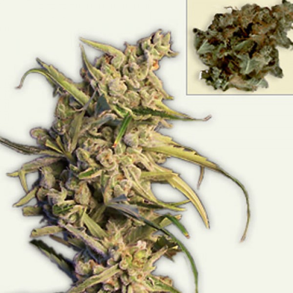 Семена марихуаны New York Diesel autofem. Neuro Seeds