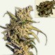 Семена марихуаны New York Diesel autofem. Neuro Seeds