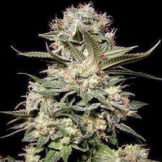 Somango auto feminised (Neuro Seeds)