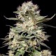 Семена марихуаны Somango autofem. Neuro Seeds