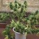 Семена марихуаны Somango autofem. Neuro Seeds
