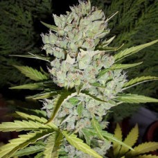 Super Skunk auto feminised (Neuro Seeds)