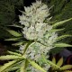 Семена марихуаны Super Skunk autofem. Neuro Seeds