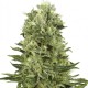 Семена марихуаны Super Skunk autofem. Neuro Seeds