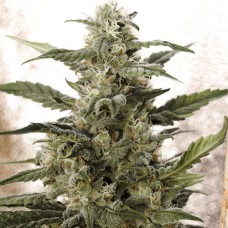 White Widow auto feminised (Neuro Seeds)