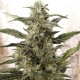 Насіння марихуани White Widow autofem. Neuro Seeds