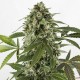 Насіння марихуани White Widow autofem. Neuro Seeds