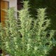 Насіння марихуани White Widow autofem. Neuro Seeds