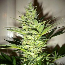 AK-47 feminised (Neuro Seeds)