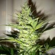 Насіння марихуани AK-47 fem. Neuro Seeds