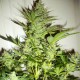 Насіння марихуани AK-47 fem. Neuro Seeds