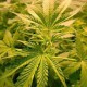 Насіння марихуани AK-47 fem. Neuro Seeds