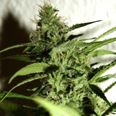 Amnesia feminised (Neuro Seeds)