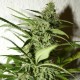 Насіння марихуани Amnesia fem. Neuro Seeds
