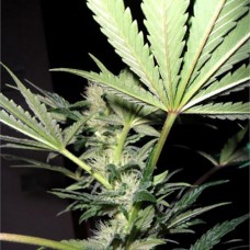 Alter Ego feminised (Neuro Seeds)