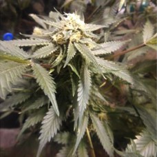 Creative Reactor feminised (Neuro Seeds)