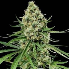 Neuron feminised (Neuro Seeds)