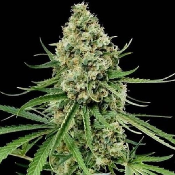 Насіння марихуани Neuron fem. Neuro Seeds