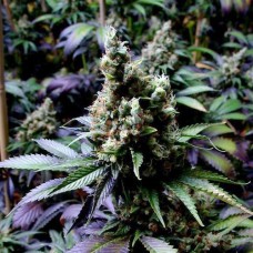 New York Diesel feminised (Neuro Seeds)