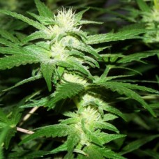 Phoenix feminised (Neuro Seeds)
