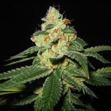 Silver Haze feminised (Neuro Seeds)