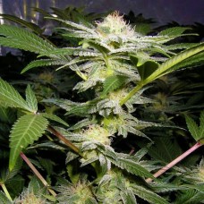 Somango feminised (Neuro Seeds)