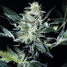 Stress Brake feminised (Neuro Seeds)
