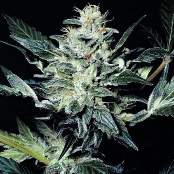 Насіння марихуани Stress Brake fem. Neuro Seeds
