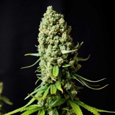 Super Skunk feminised (Neuro Seeds)
