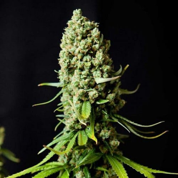 Семена марихуаны Super Skunk fem. Neuro Seeds
