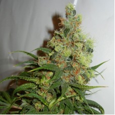 Kannabia NeiL Haze Regular